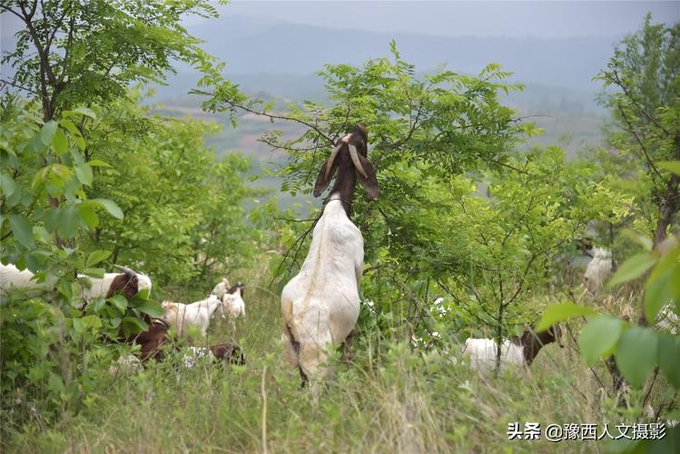 买一头羊花了600块又卖了800块 买一头羊花了600块又卖了800块怎么算