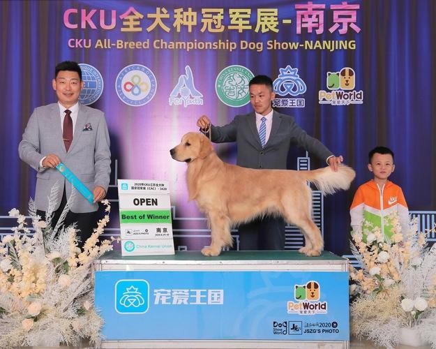 佛山市本地犬舍招聘吗 佛山正规犬舍