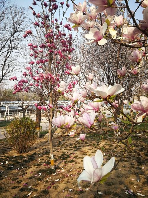 六安本地玉兰市场招聘 六安玉兰花风景区