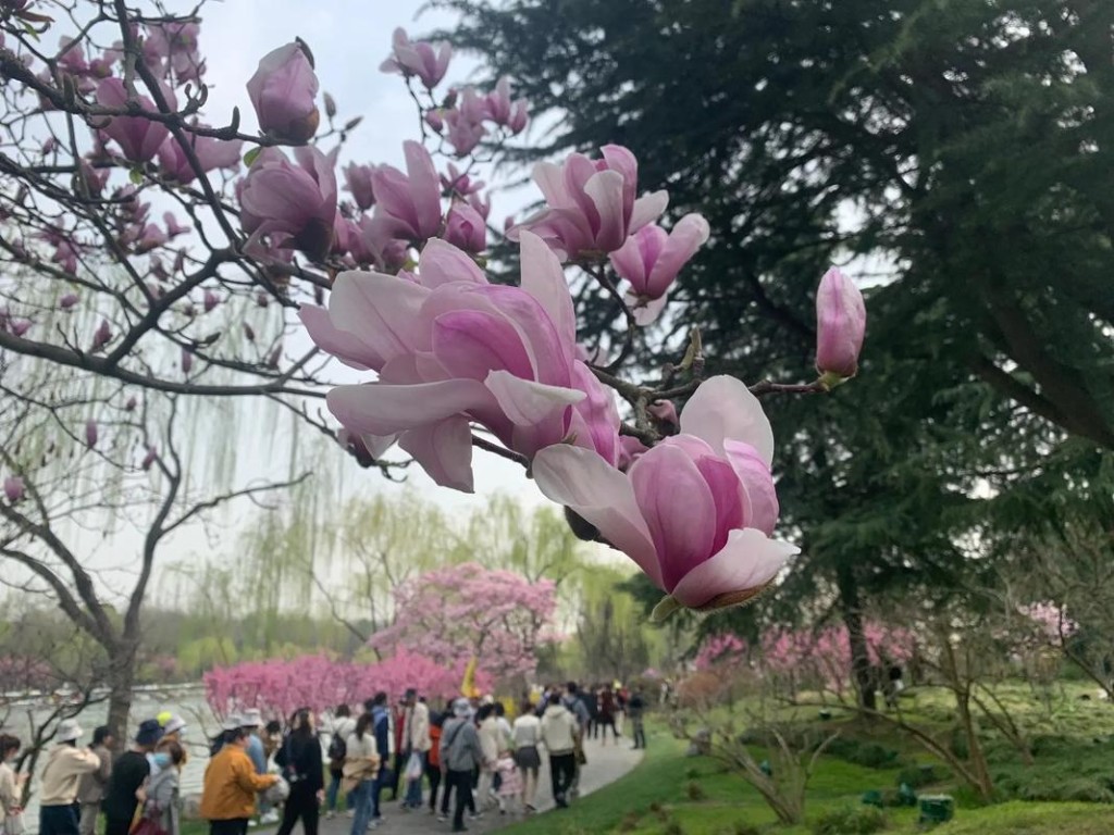 六安本地玉兰市场招聘 六安玉兰花风景区