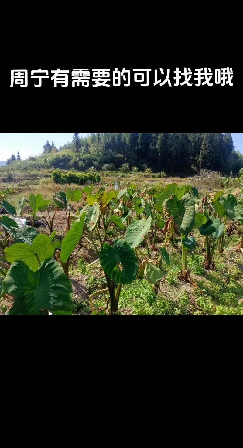 周宁本地招聘网站有哪些 周宁人才网招聘信息_周宁全职招聘