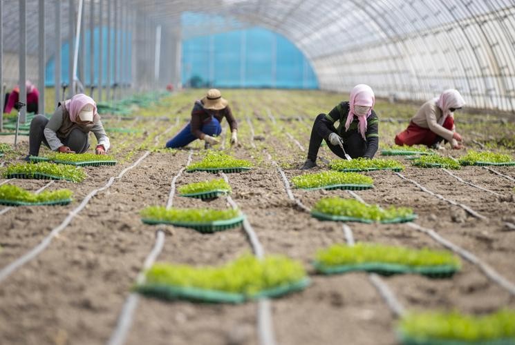 宁夏本地蔬菜粉工厂招聘 宁夏有机蔬菜基地