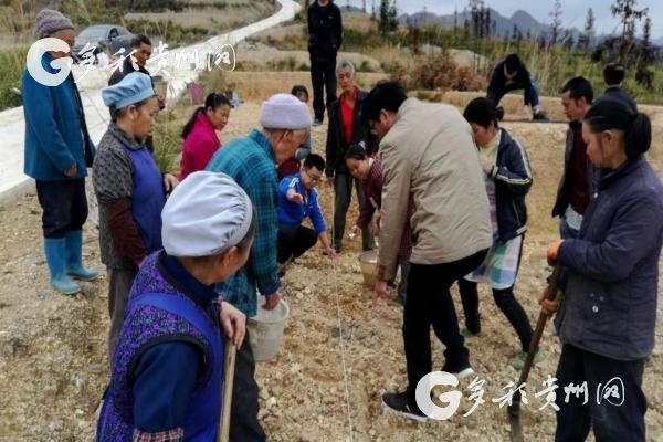 平塘本地伐木队在哪里招聘 平塘本地伐木队在哪里招聘工人