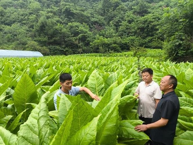 德兴黄柏本地招聘 德兴黄柏本地招聘电话