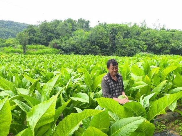 德兴黄柏本地招聘 德兴黄柏本地招聘电话