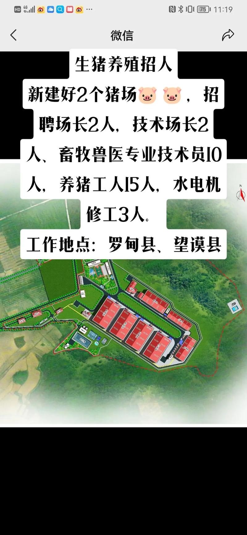 本地养猪厂招聘电话多少 养猪厂招工信息招聘