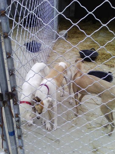 济宁本地犬舍招聘 济宁本地犬舍招聘电话