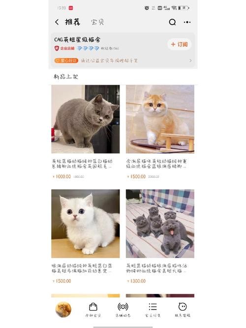 湖北本地猫有限公司招聘 湖北正规猫舍