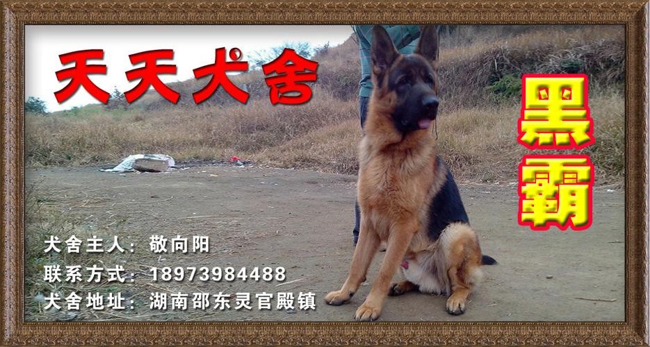 湖南有没有本地犬舍招聘 湖南正规狗舍