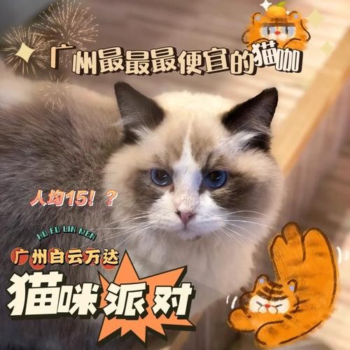 猫咖工作人员招聘 猫咖招聘要求