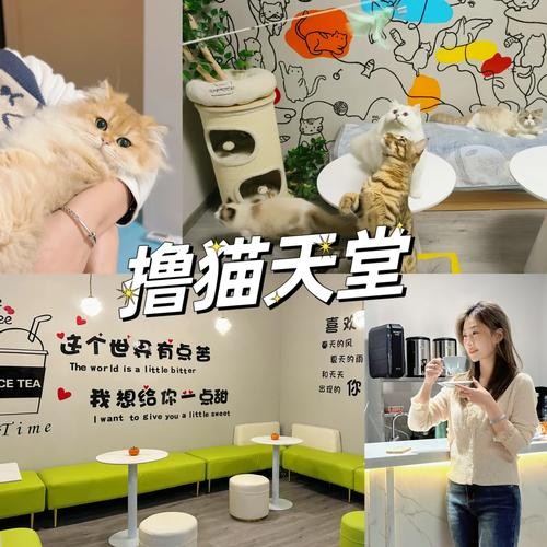 猫咖招人要求 猫咖会招兼职吗