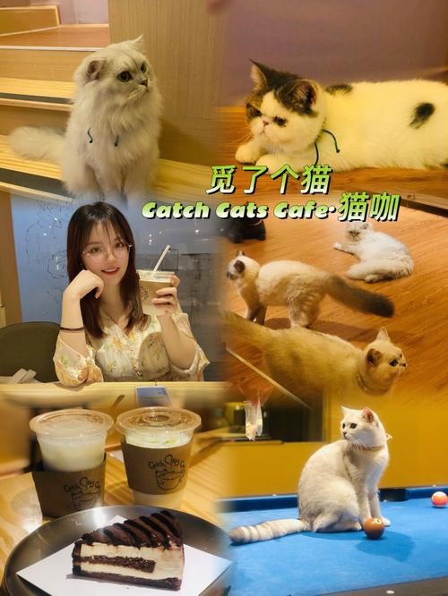 猫咖招兼职吗 在猫咖兼职有哪些需要做的和注意的？