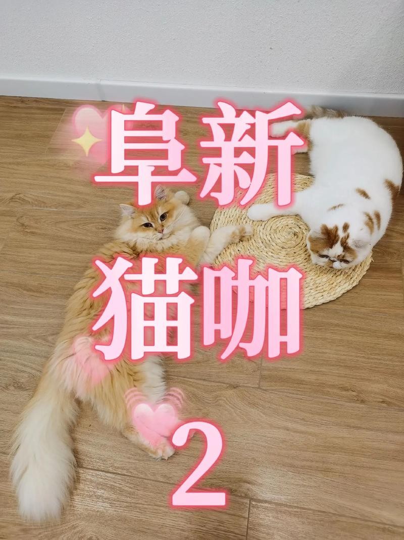 猫咖招聘员工要求学历 猫咖招聘猫咪吗