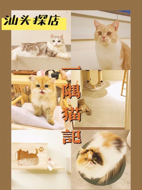 猫咖招聘员工要求学历 猫咖招聘猫咪吗