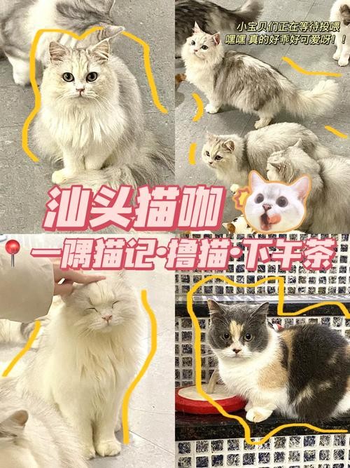 猫咖招聘猫咪吗 猫咖招聘员工要求