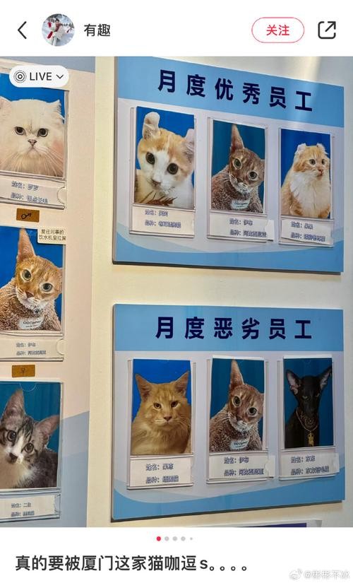 猫咖需要哪些员工 猫咖需要多少工作人员