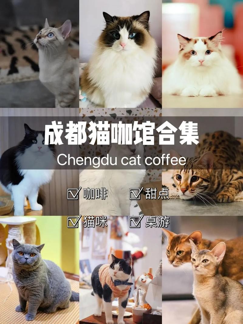 猫咖需要哪些员工 猫咖需要多少工作人员