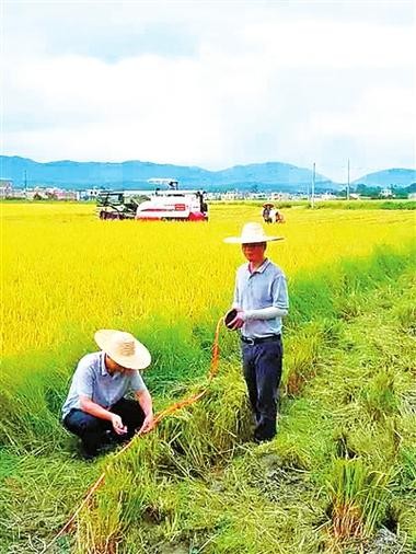 罗定罗平本地的招聘信息 广东云浮罗定市罗平镇