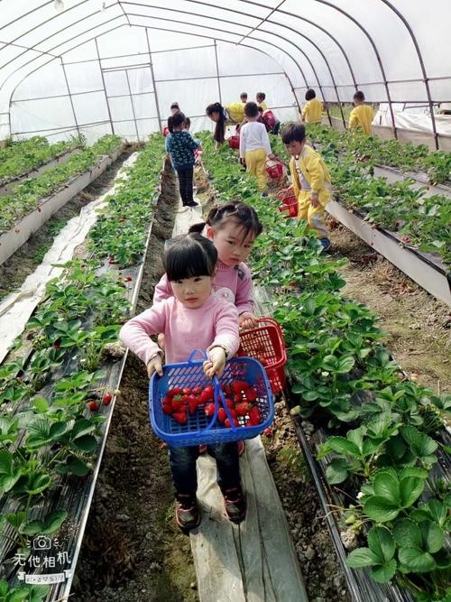 草莓基地招聘本地 附近草莓基地电话