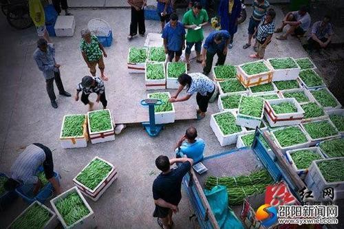 邵阳买菜本地招聘 邵阳蔬菜批发市场有规规吗