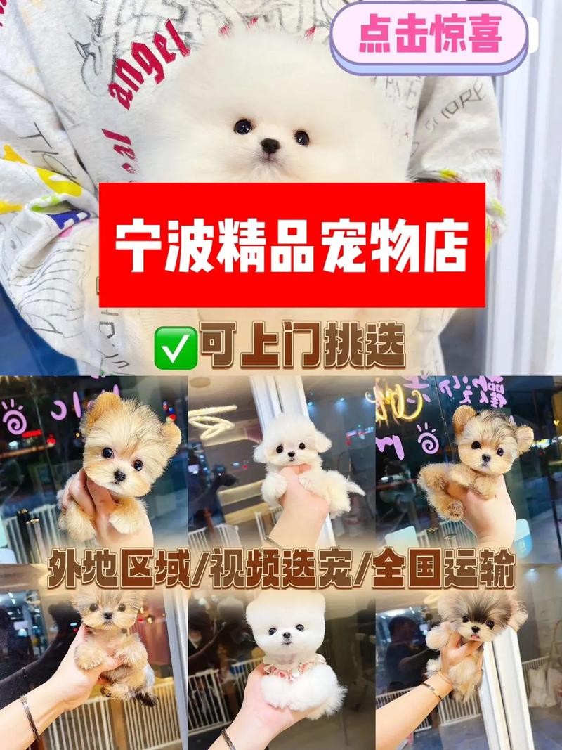 鄂州本地犬舍招聘吗 鄂州有宠物店吗