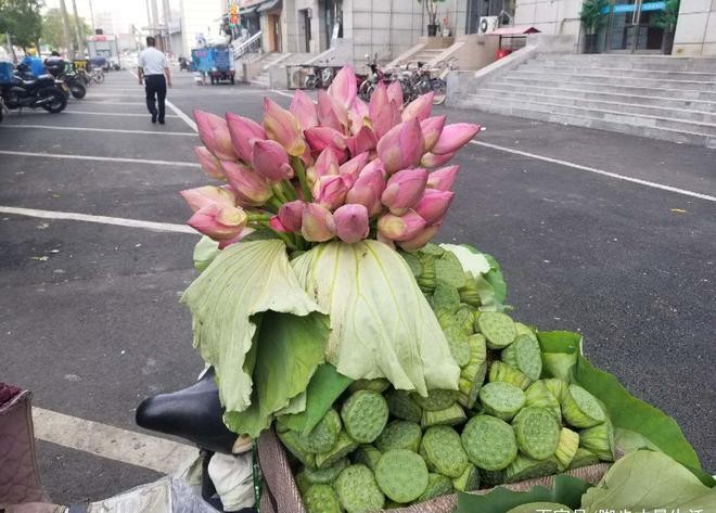 夜场路边卖莲蓬怎么样啊 夜场路边卖莲蓬怎么样啊赚钱吗