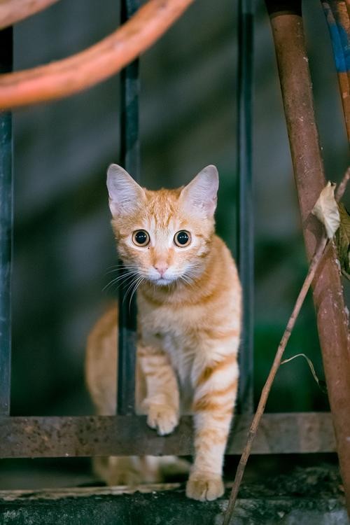 夜场里猫是什么 酒吧夜猫