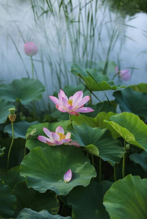 夜场雾里看花怎么玩好 夜场雾里看花怎么玩好看