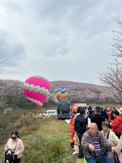 平坝夜场樱花园在哪里啊 平坝樱花园在哪个位置