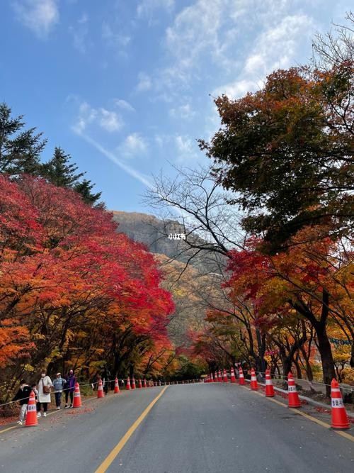 枫叶谷夜场票怎么买的啊 枫叶谷门票