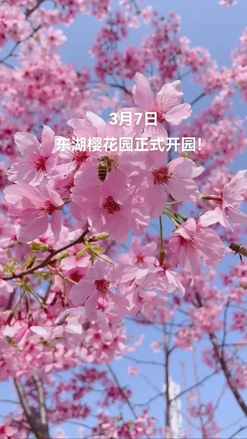 樱花园夜场怎么去的啊 樱花园ktv