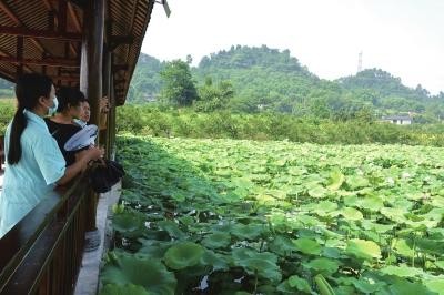 永兴荷花节夜场在哪里 永兴荷花节夜场在哪里开